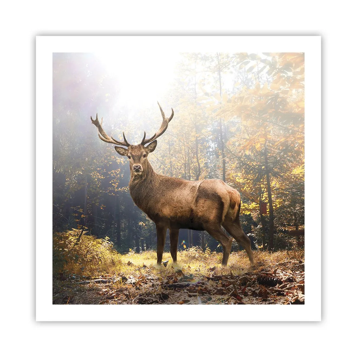 Plakat - I fuld majestæt - 60x60 cm