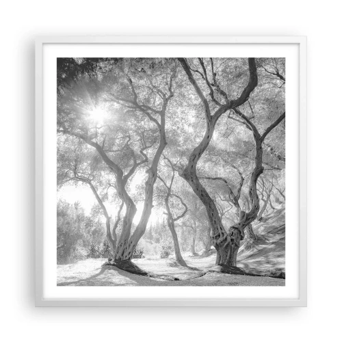 Plakat i hvid ramme - I en olivenlund - 60x60 cm