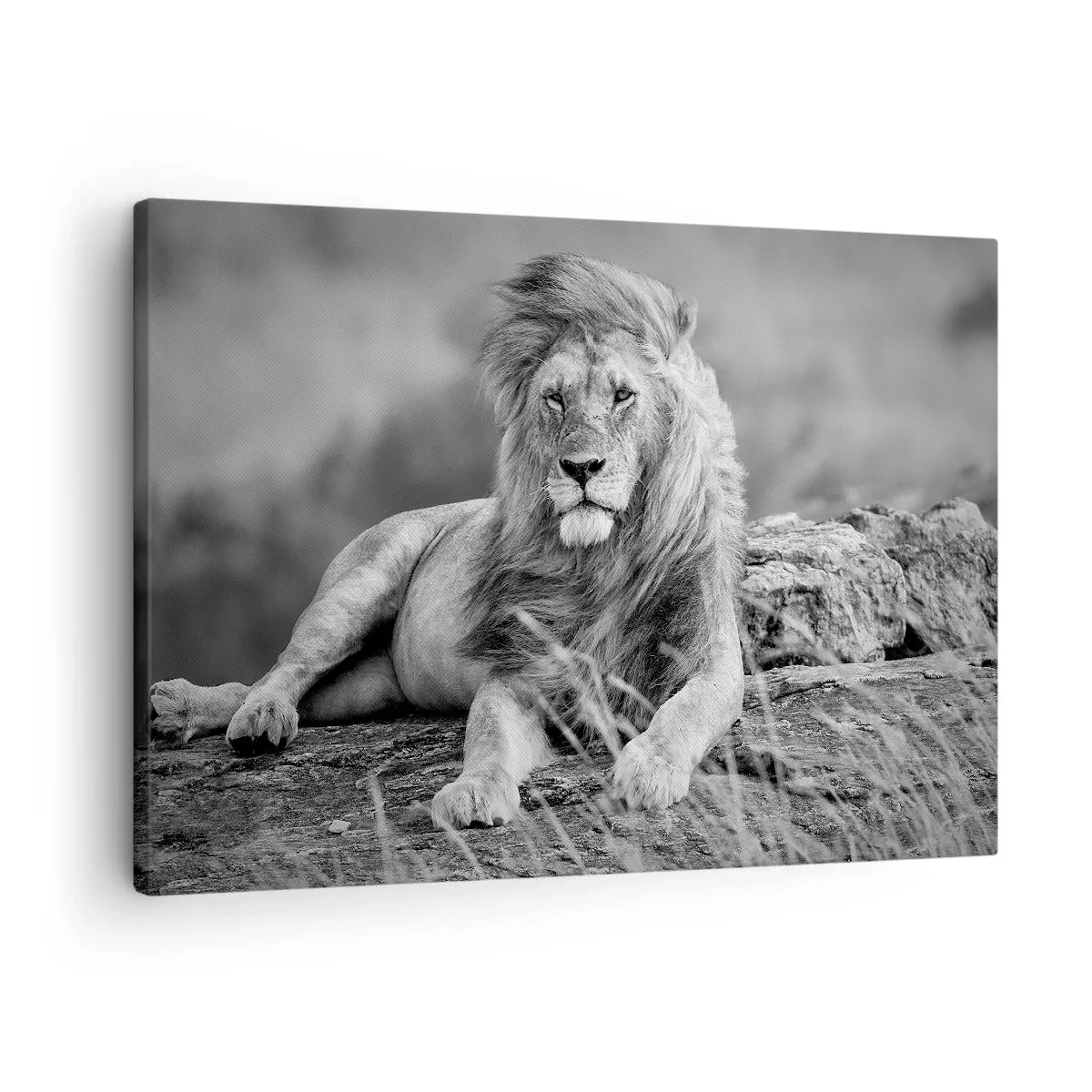 Lærredstryk - Billede på lærred - Løve hviler på en klippe i en monokrom stil - 70x50cm - Kongelig siesta - Moderne vægdekoration til stue og soveværelse ARTTOR