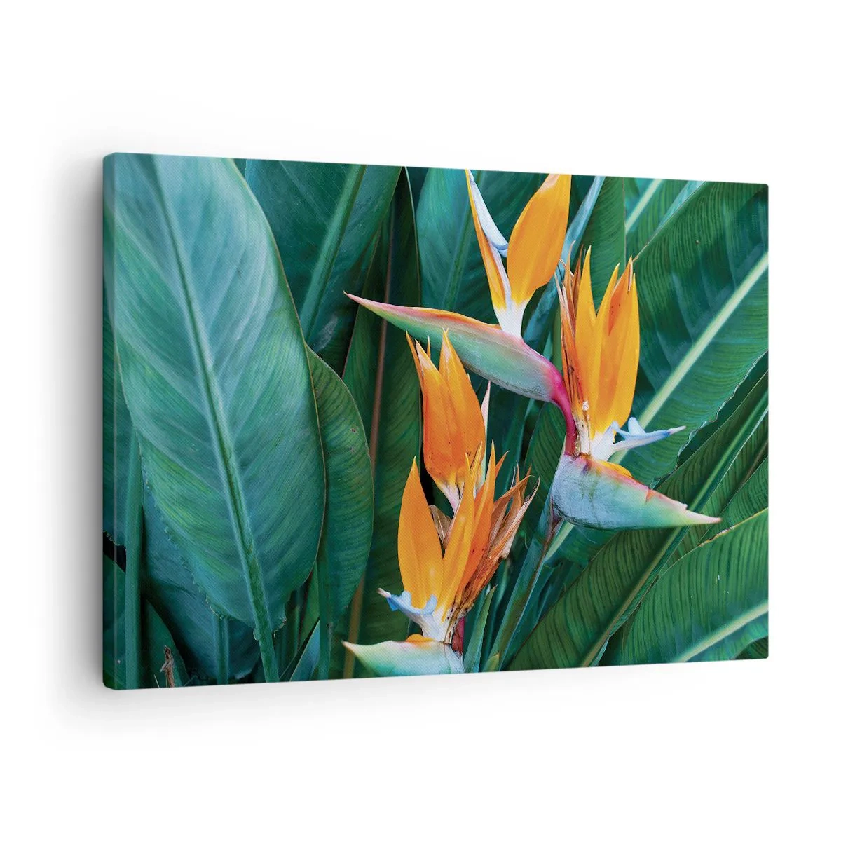 Lærredstryk - Billede på lærred - Eksotiske strelitziablomster omgivet af grønne blade - 70x50cm - Er det en blomst eller er det en fugl? - Moderne vægdekoration til stue og soveværelse ARTTOR