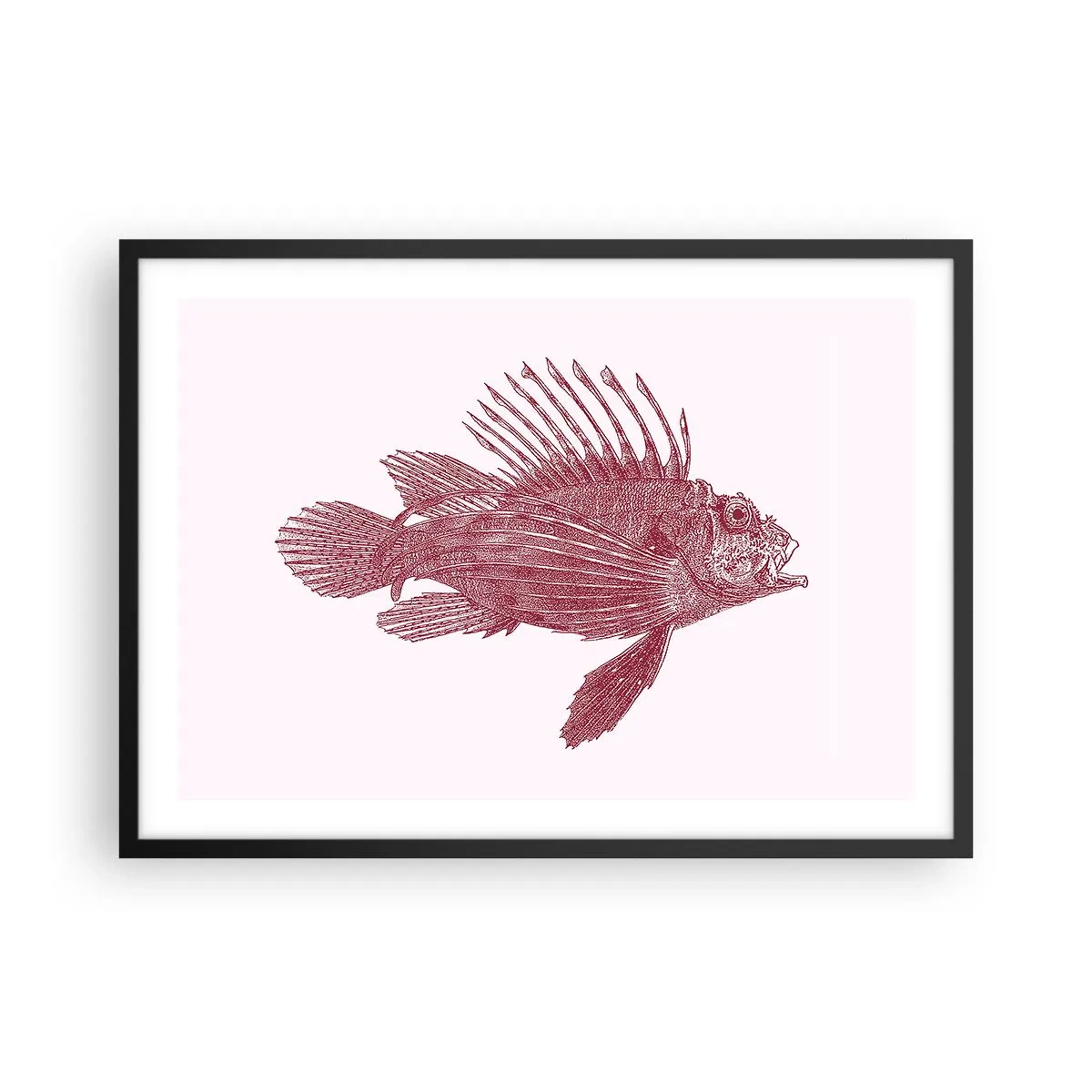 Plakat i sort ramme - En beboer i eksotiske farvande - 70x50 cm