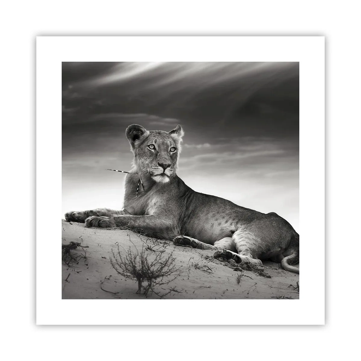 Plakat - Resten af ørkendronningen - 40x40 cm