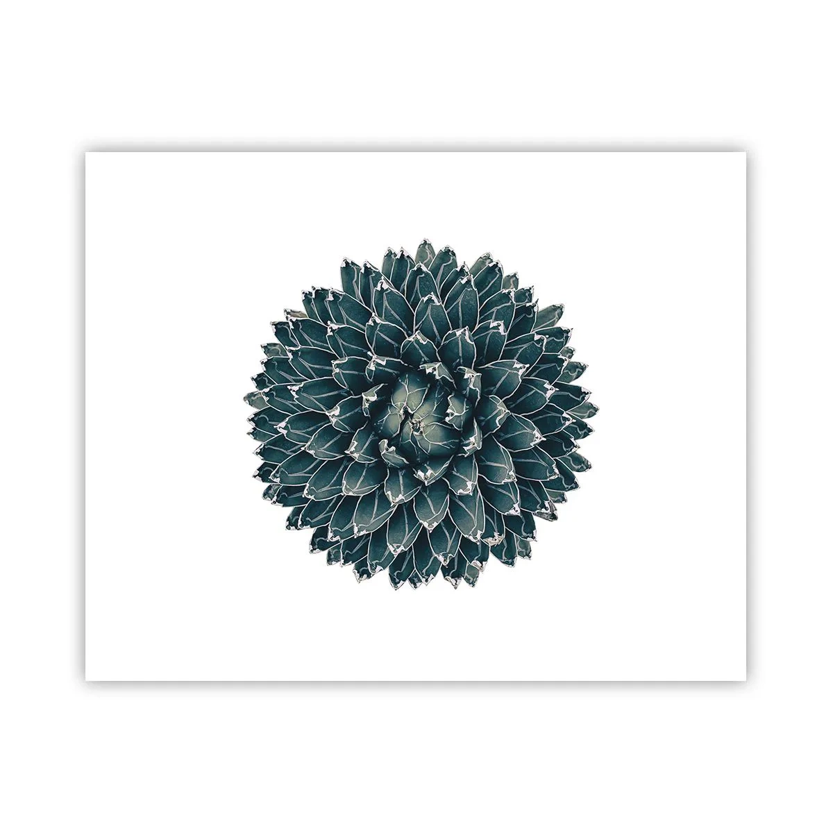 Plakat - Ørkenstjerne - 50x40 cm