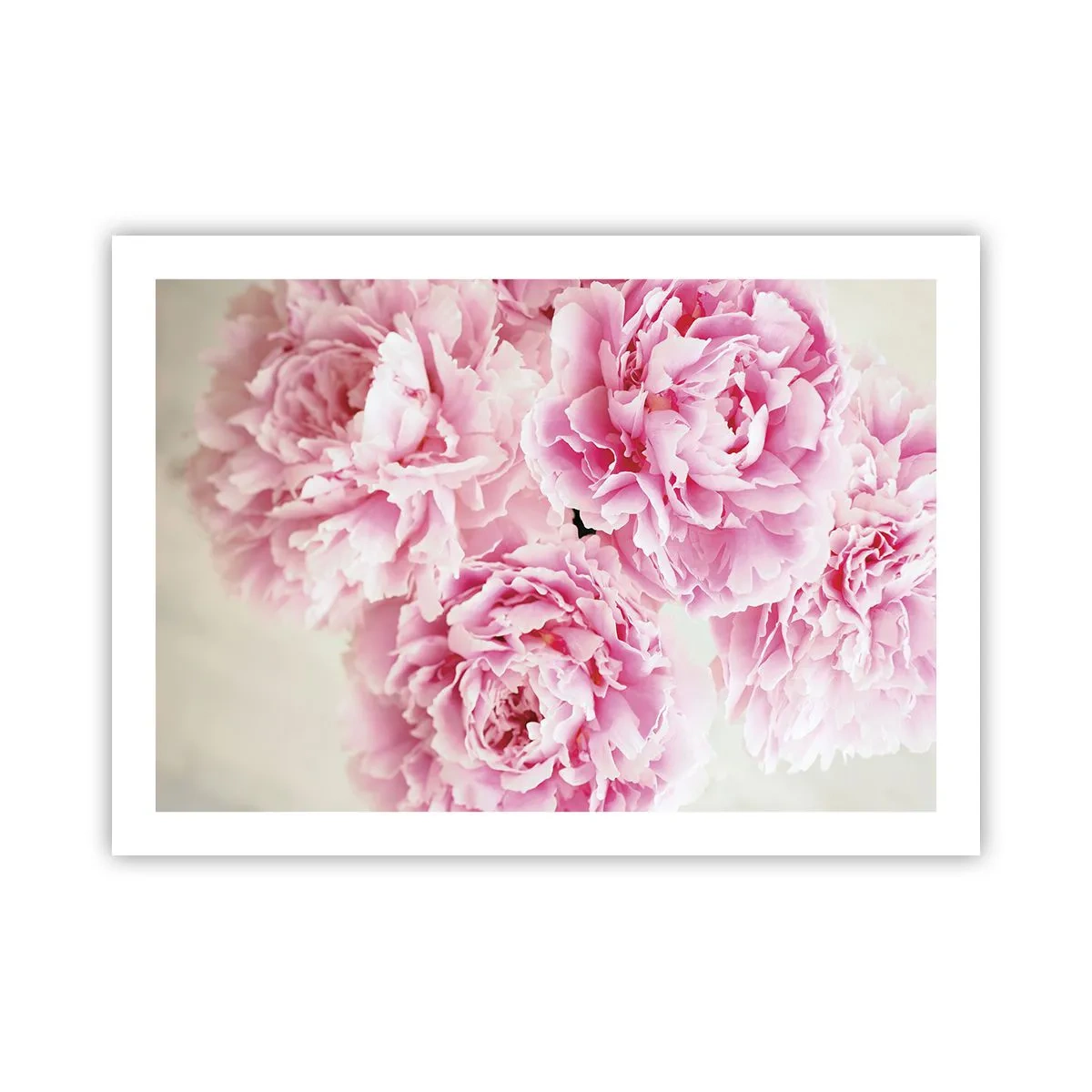 Plakat - I lyserød glamour - 70x50 cm