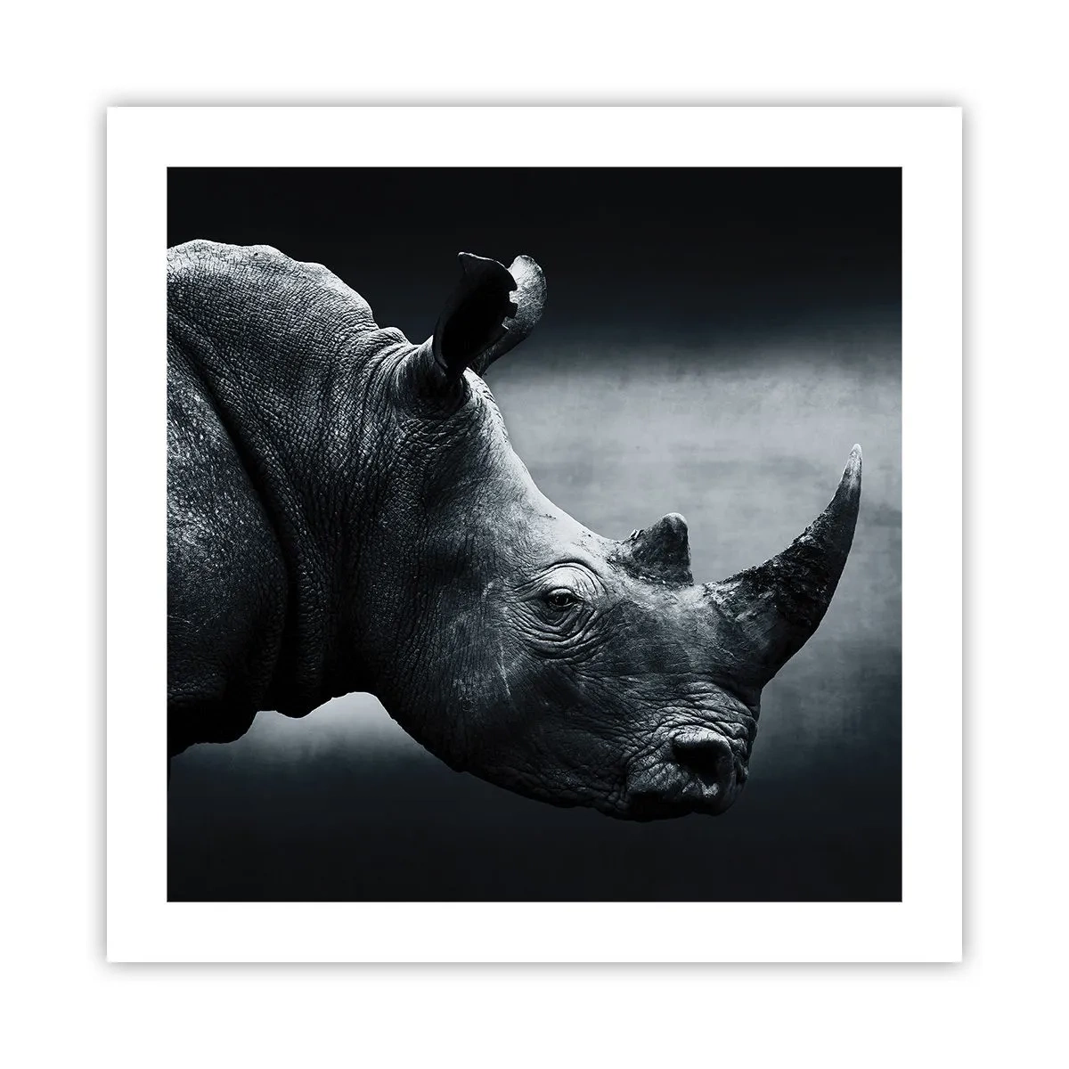 Plakat - Højre profil - 50x50 cm