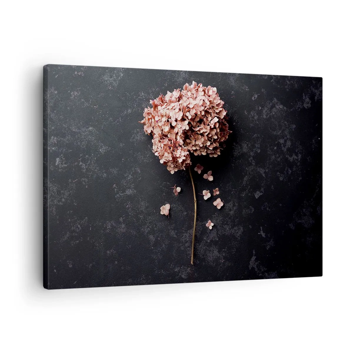Lærredstryk - Billede på lærred - En delikat hortensiablomst på en mørk baggrund - 70x50cm - Et virkelig romantisk tegn - Moderne vægdekoration til stue og soveværelse ARTTOR