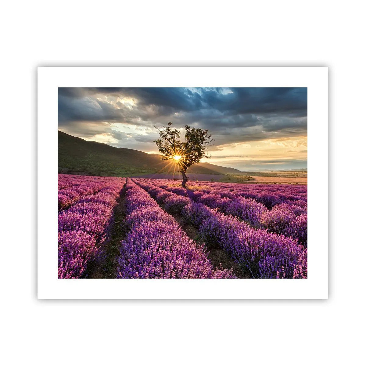 Plakat - Lilla aroma - 50x40 cm