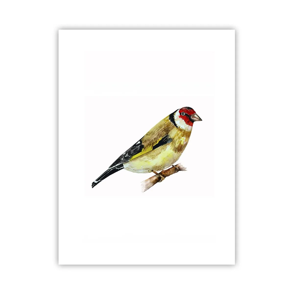 Plakat - Portræt af en fugl - 30x40 cm