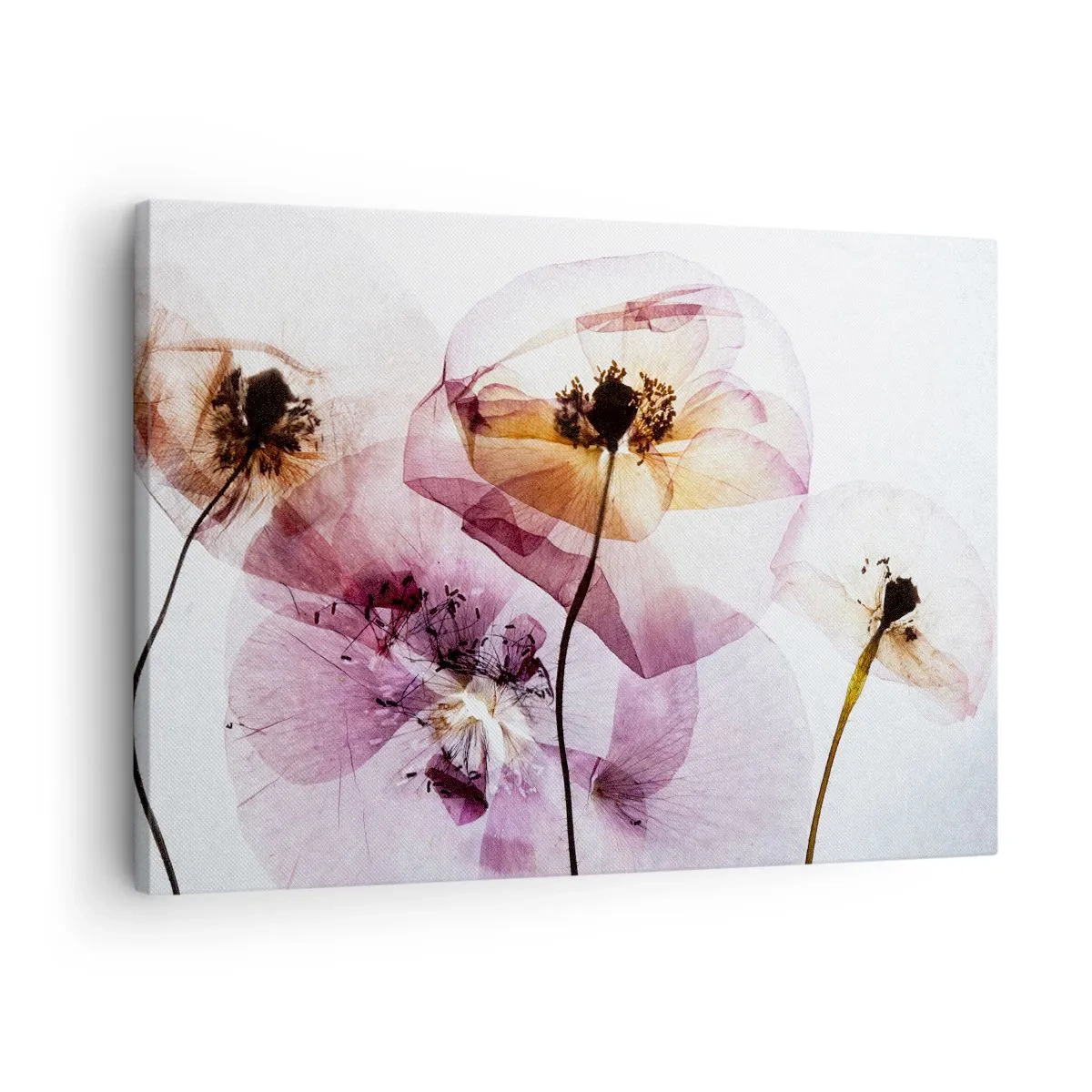 Lærredstryk - Billede på lærred - Delikate gennemsigtige blomster i pastelfarver - 70x50cm - Blomsterlegeme dias - Moderne vægdekoration til stue og soveværelse ARTTOR