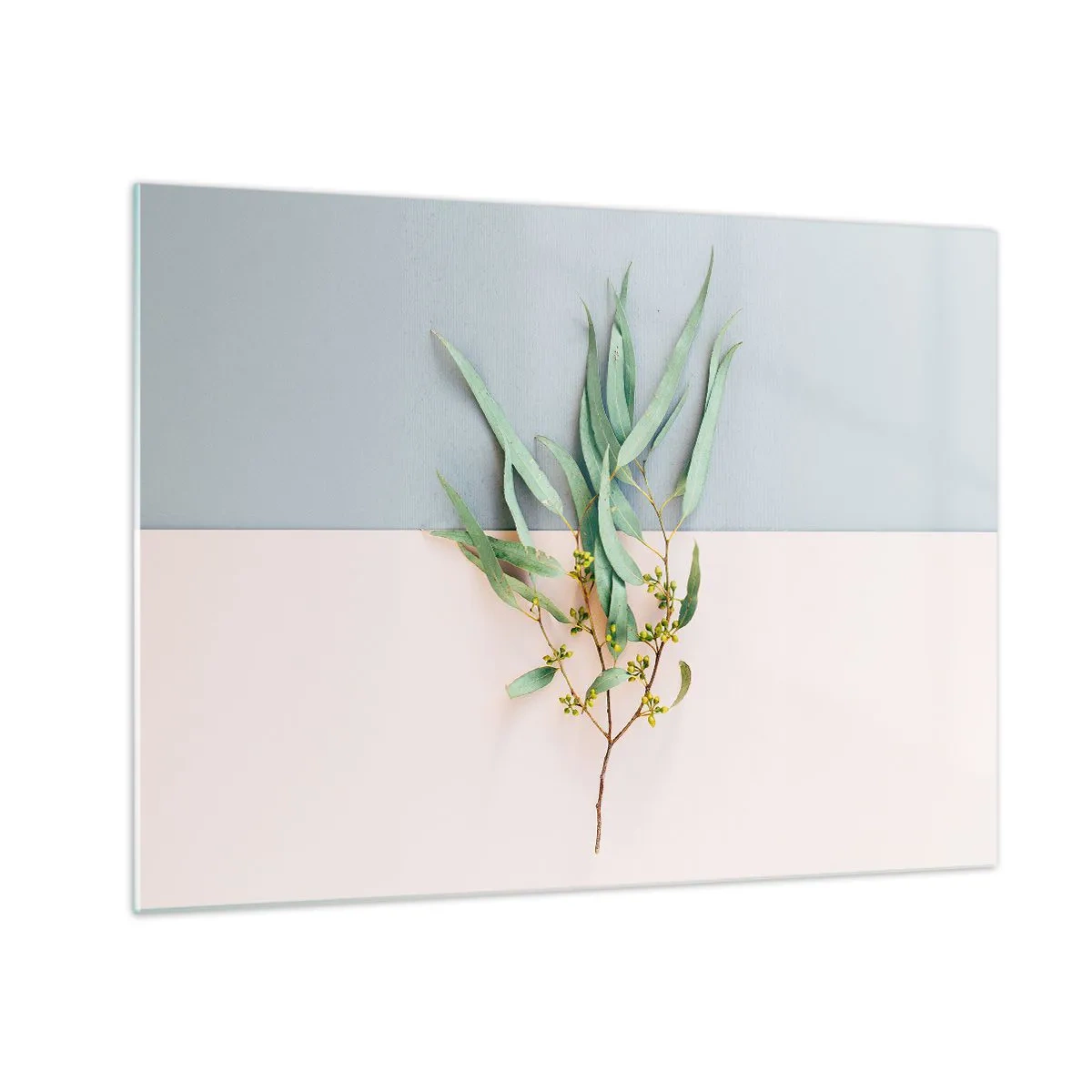 Billede på glas - En kvist eukalyptus på en pastelfarvet baggrund - 70x50cm - Pastelfarvernes subtilitet - Moderne vægdekoration til stue og soveværelse ARTTOR