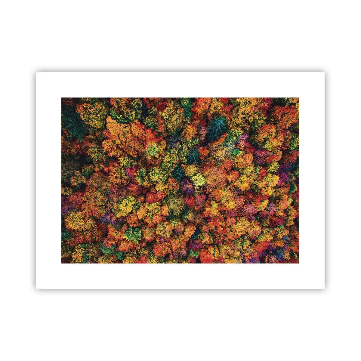 Plakat - Buket af efterårstræer - 40x30 cm