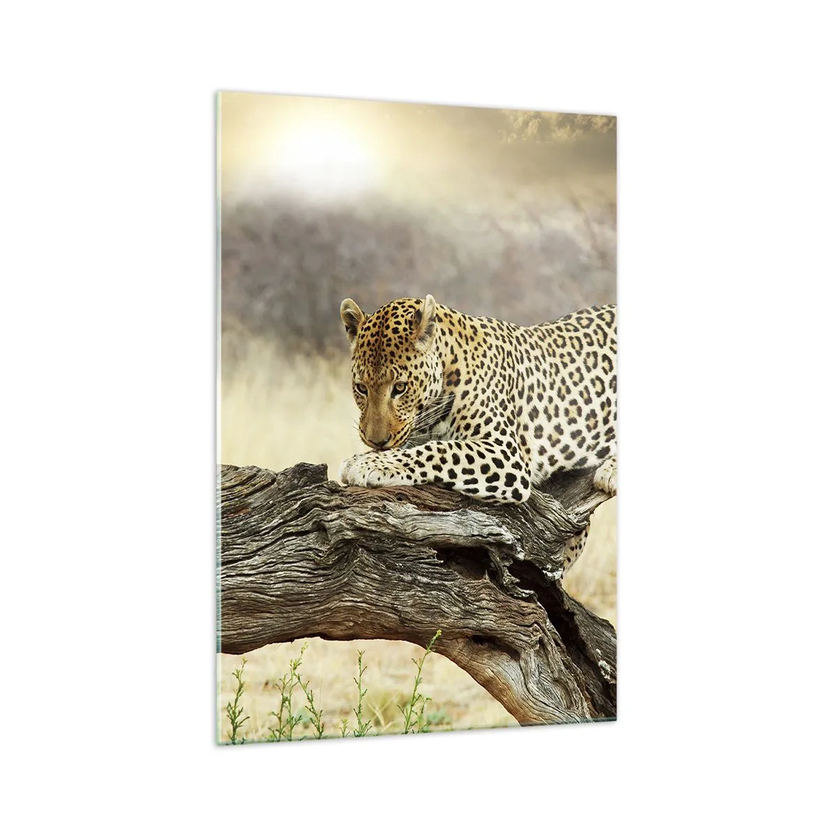 Billede på glas - Jeg går min egen vej - 70x100 cm