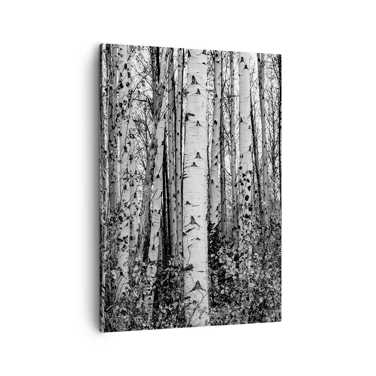Lærredstryk - Billede på lærred - Kolonnade af birk - 50x70 cm