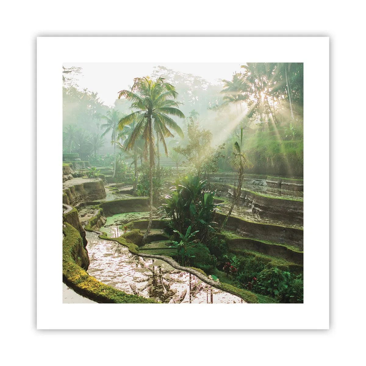 Plakat - Voksende op i solen - 40x40 cm