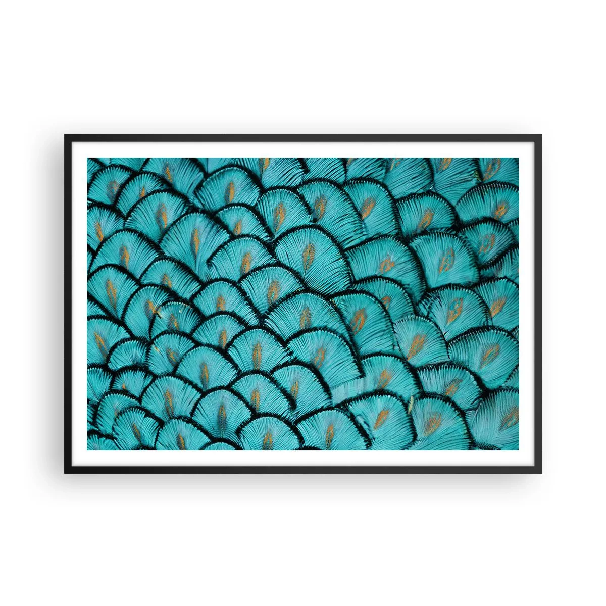 Plakat i sort ramme - Den store fjer-galla - 100x70 cm