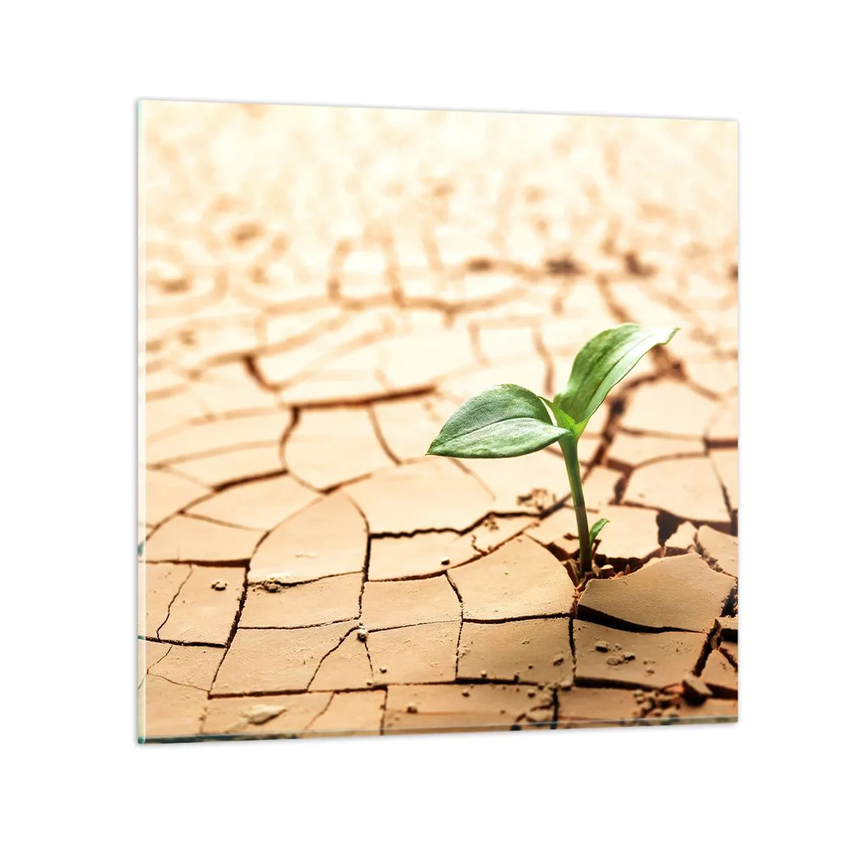 Billede på glas - Den ukuelige livskraft - 70x70 cm