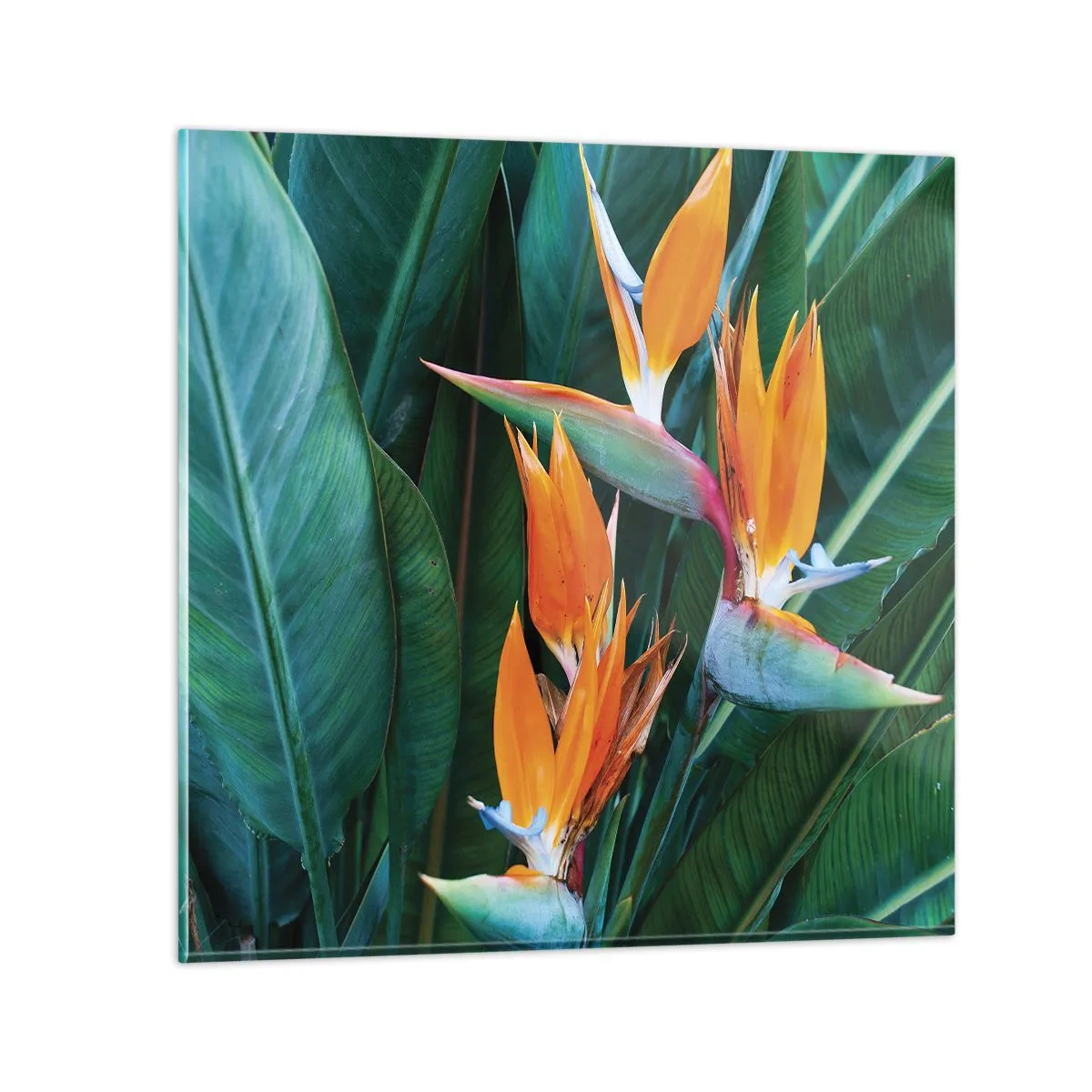 Billede på glas - Er det en blomst eller er det en fugl? - 40x40 cm
