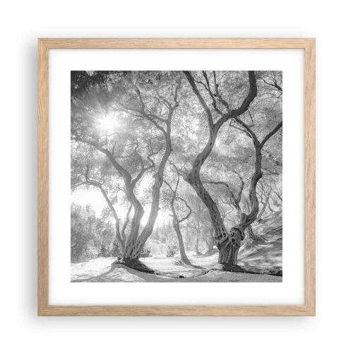 Plakat i ramme af lyst egetræ - I en olivenlund - 40x40 cm