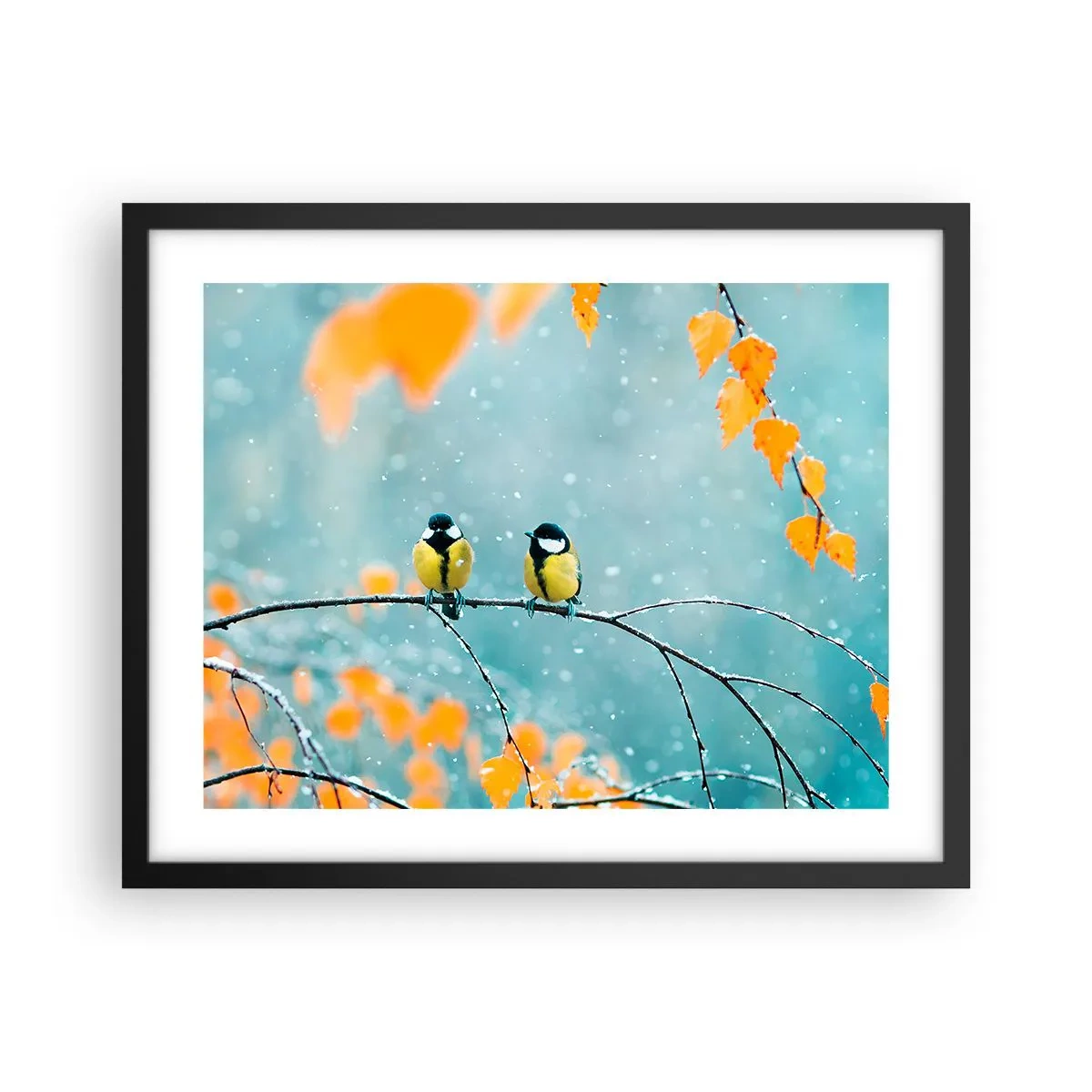 Plakat i sort ramme - Sladder om fugle - 50x40 cm