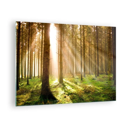 Billede på glas - Solstråler trænger ind gennem træerne i skoven - 70x50cm - Nisserne er ved at dukke op - Moderne vægdekoration til stue og soveværelse ARTTOR