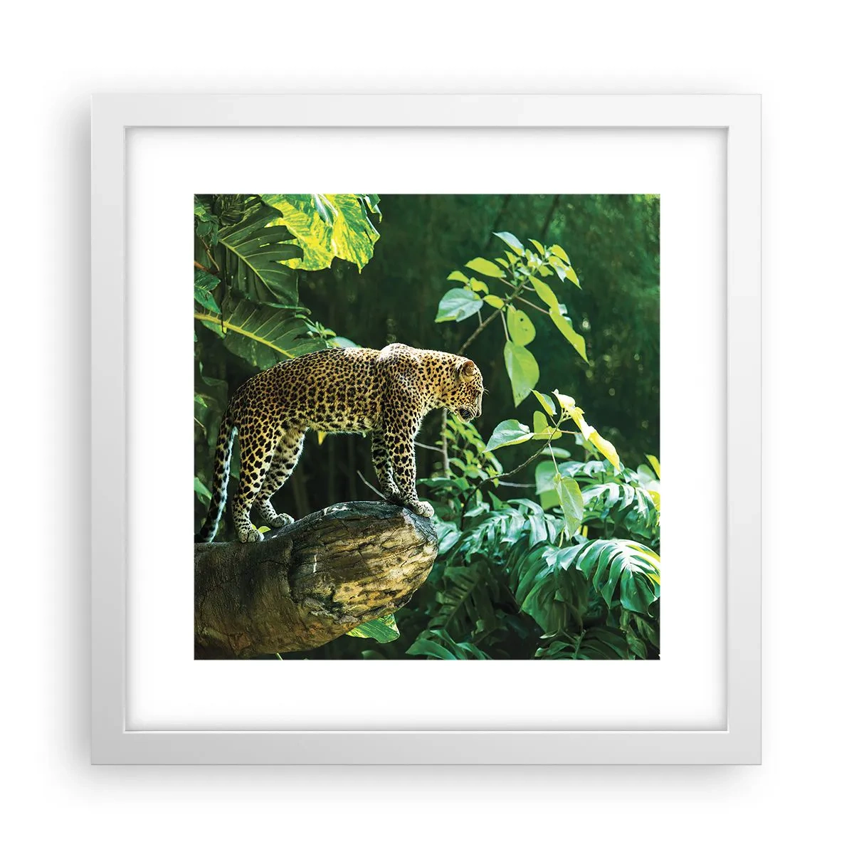 Plakat i hvid ramme - Til jagt? - 30x30 cm