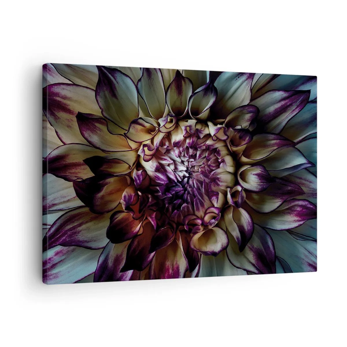 Lærredstryk - Billede på lærred - Nærbillede af en dahliablomst i mørke toner - 70x50cm - Ungdommens blomstring - Moderne vægdekoration til stue og soveværelse ARTTOR