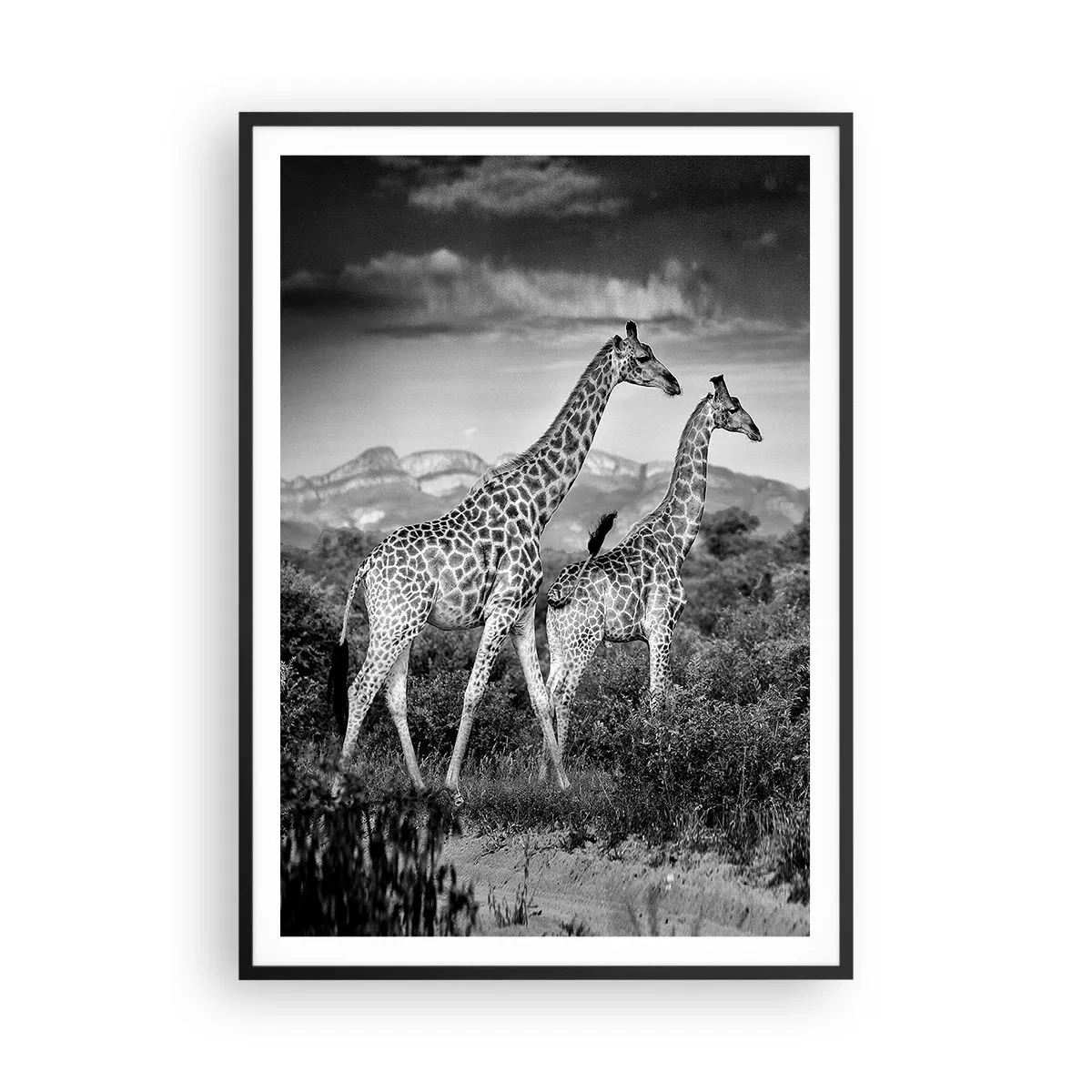 Plakat i sort ramme - Afrikas overklasse - 70x100 cm