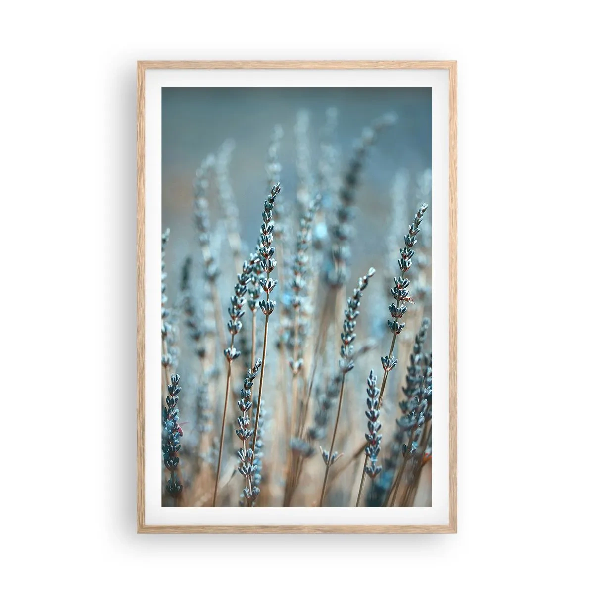 Plakat i ramme af lyst egetræ - Duftende plet - 61x91 cm