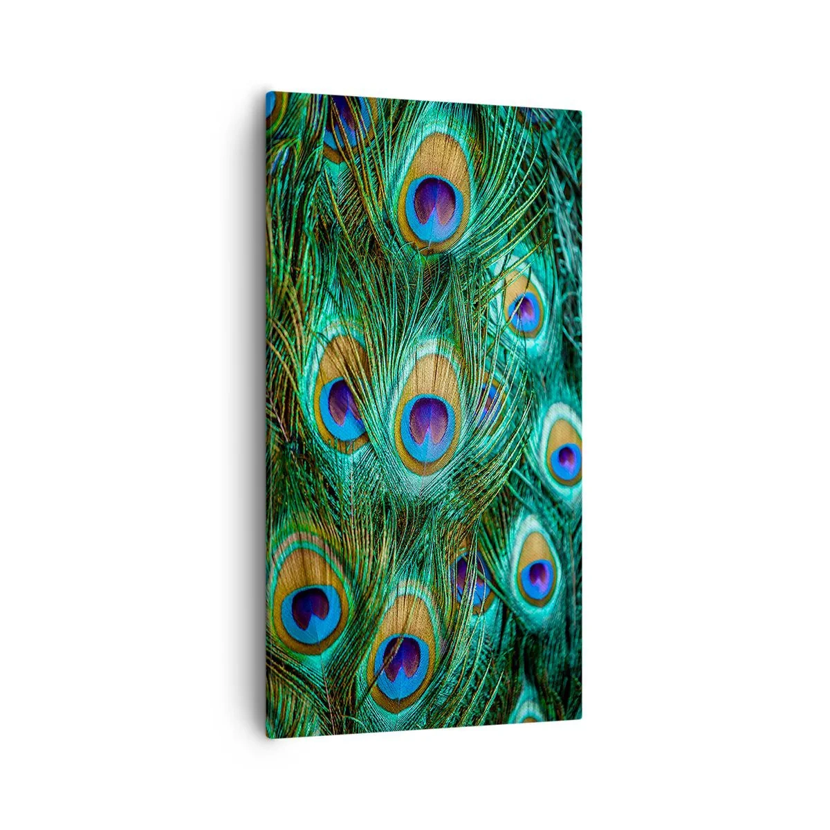 Lærredstryk - Billede på lærred - En påfugls blik - 55x100 cm