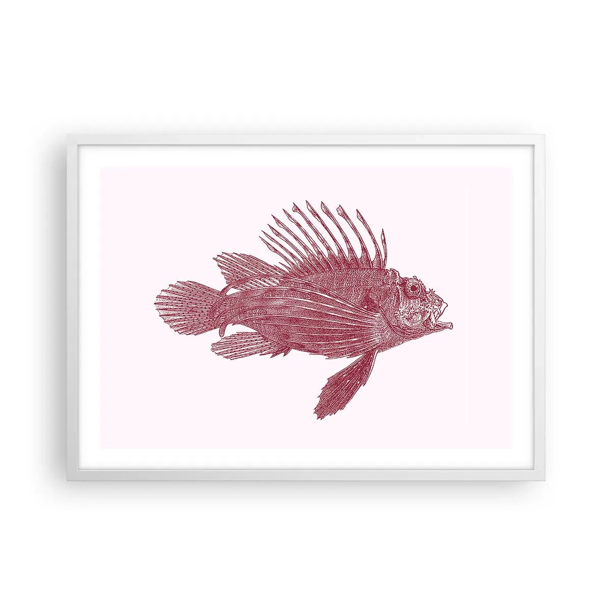 Plakat i hvid ramme - En beboer i eksotiske farvande - 70x50 cm