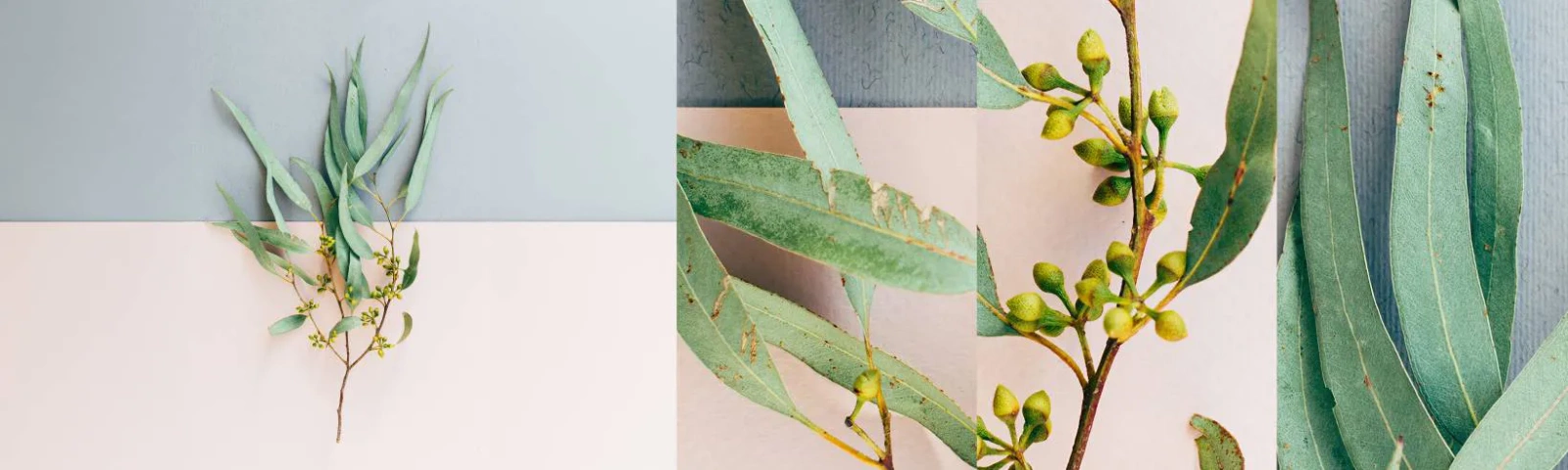 Fototapet Prøve Standard Eco - Pastelfarvernes subtilitet - Pastel, Plante, Boho - 100x30 cm