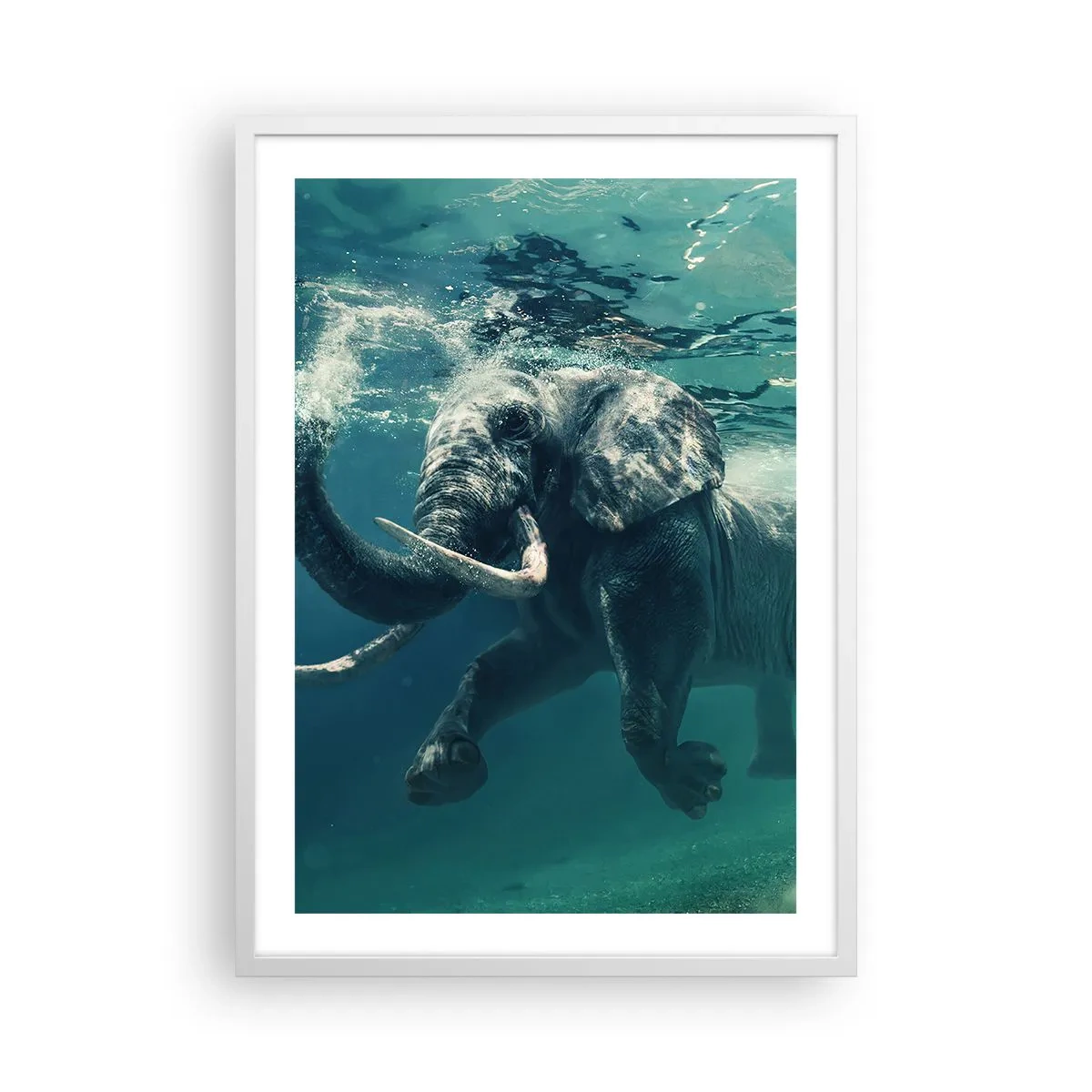 Plakat i hvid ramme - Alle kan lide at svømme - 50x70 cm