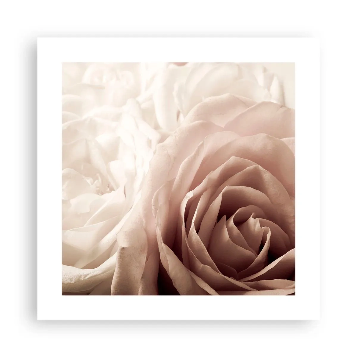 Plakat - I rosens hjerte - 40x40 cm