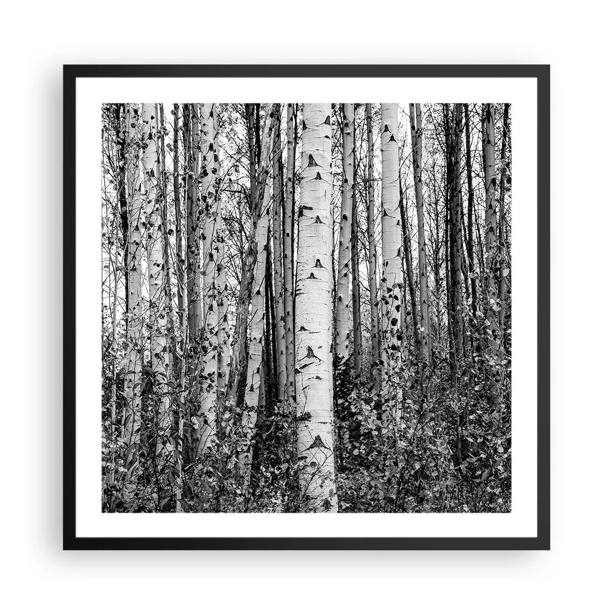 Plakat i sort ramme - Kolonnade af birk - 60x60 cm