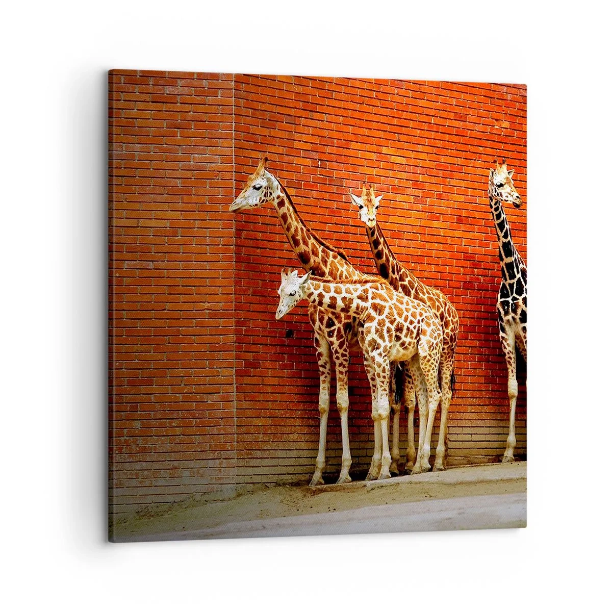 Lærredstryk - Billede på lærred - Kan du se nogen akacie? - 50x50 cm