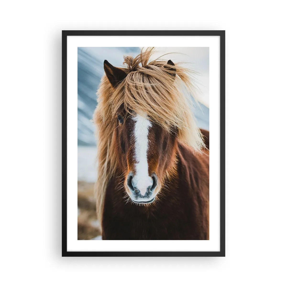 Plakat i sort ramme - Et nærbillede af en islandsk hest med en flagrende manke mod en naturlig baggrund. - 50x70cm - Kan du mærke friheden? - Moderne vægdekoration til stue og soveværelse ARTTOR