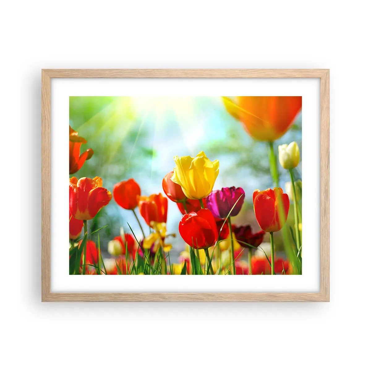 Plakat i ramme af lyst egetræ - Alle solens farver - 50x40 cm