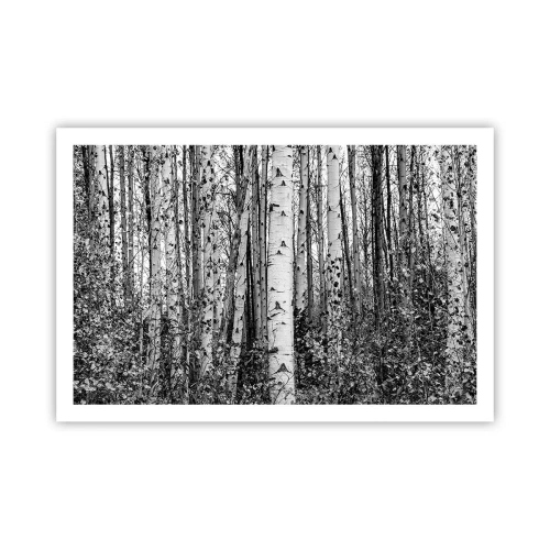 Plakat - Kolonnade af birk - 91x61 cm