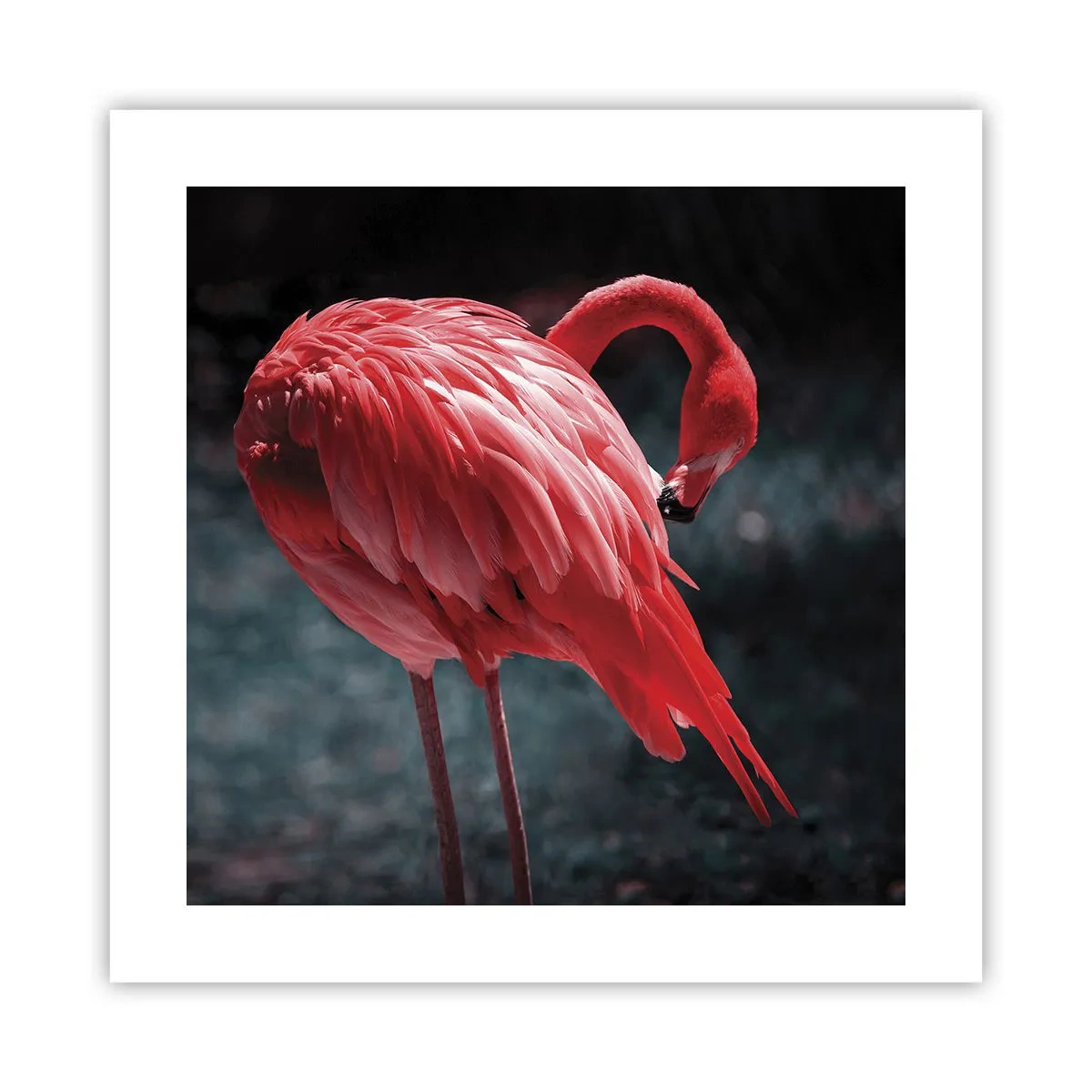 Plakat - Et karmosinrødt naturdigt - 40x40 cm