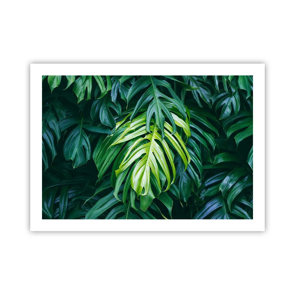 Plakat - Fordyb dig i friskhed - 70x50 cm