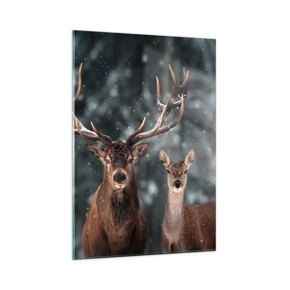 Billede på glas - Skovens herre og hans kone - 50x70 cm