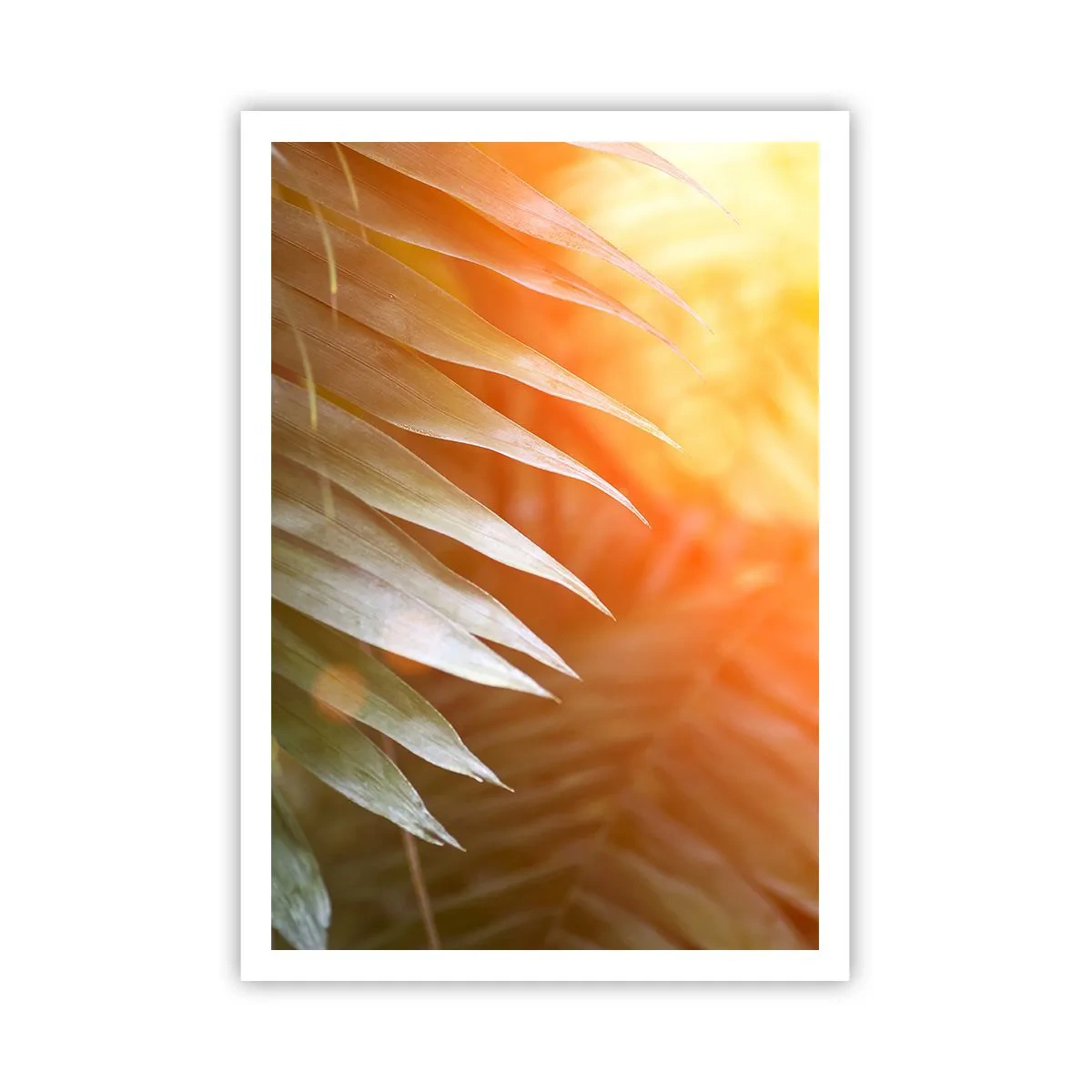 Plakat - Morgen i junglen - 70x100 cm