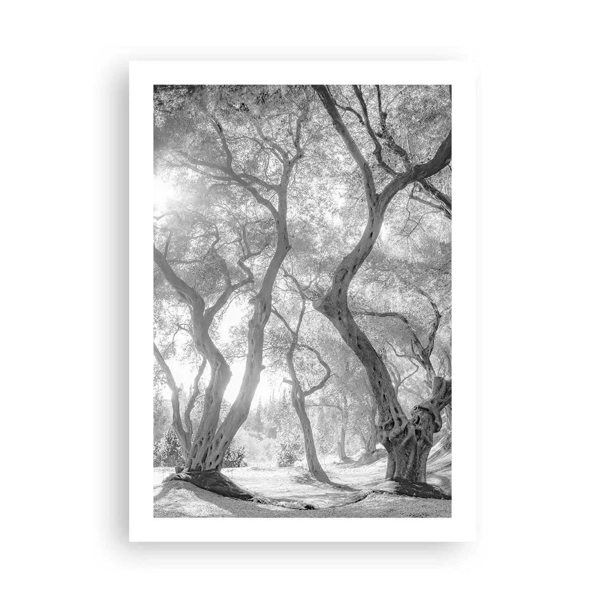 Plakat - I en olivenlund - 50x70 cm