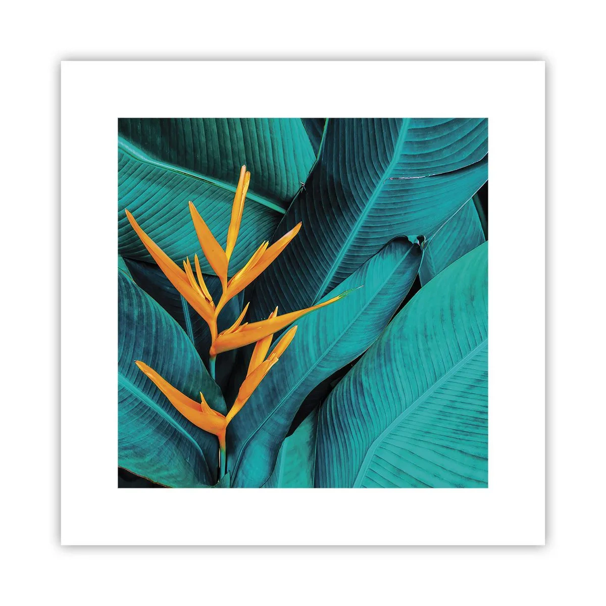 Plakat - Edens blomst - 30x30 cm