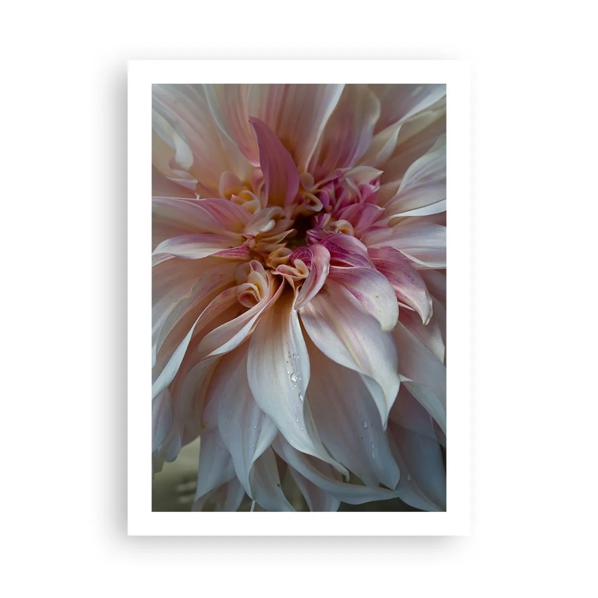 Plakat - Blomstrende friskhed - 50x70 cm