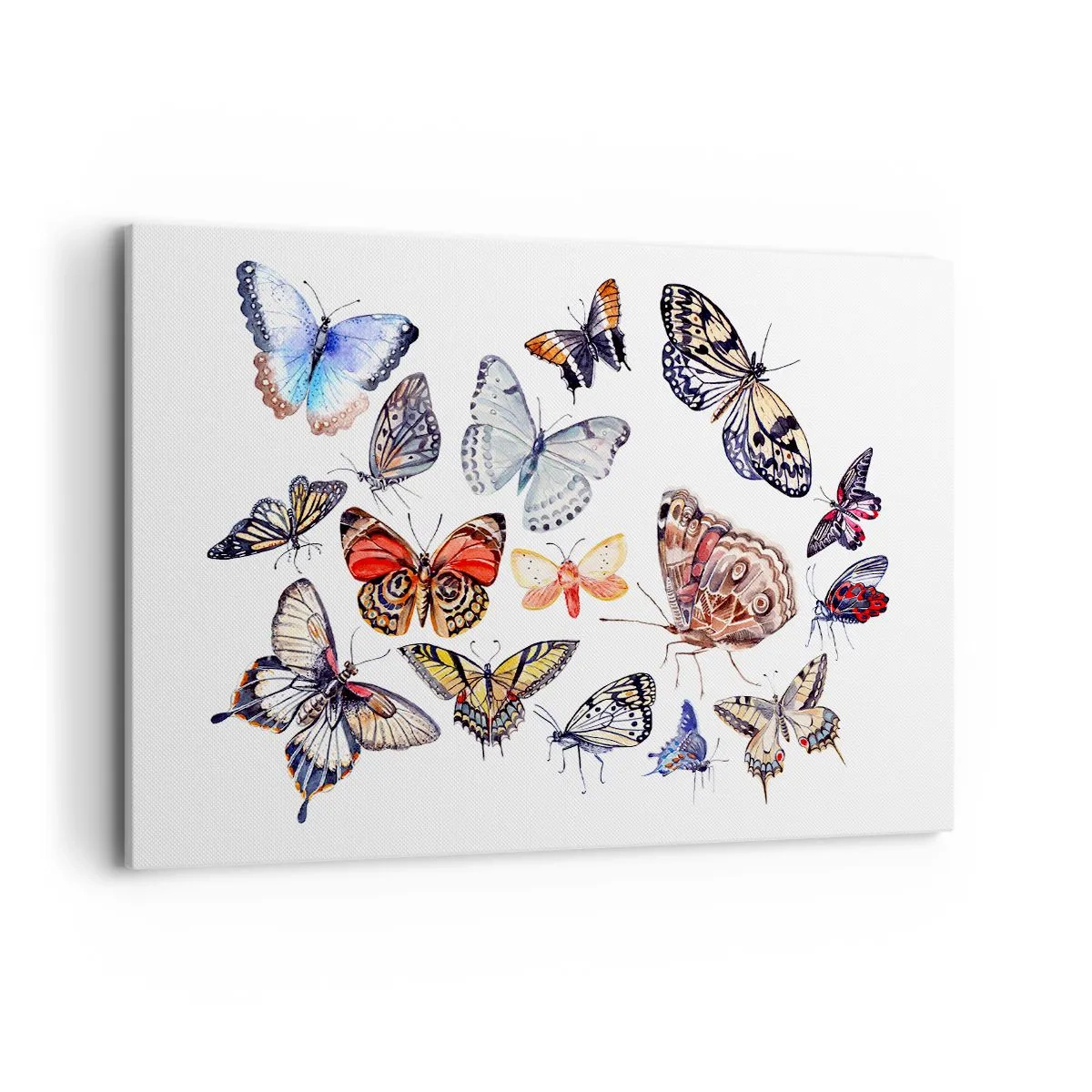 Lærredstryk - Billede på lærred - Blonder, farverig sværm - 120x80 cm