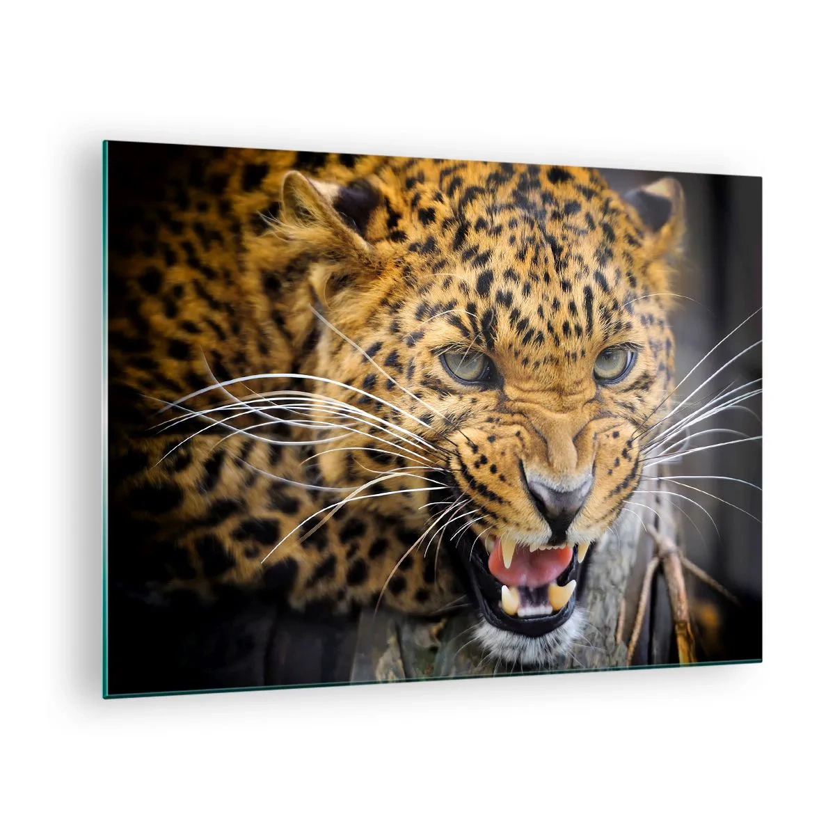 Billede på glas - Nærbillede af en aggressiv leopard med klare detaljer - 70x50cm - Kom ikke op, jeg advarer dig! - Moderne vægdekoration til stue og soveværelse ARTTOR