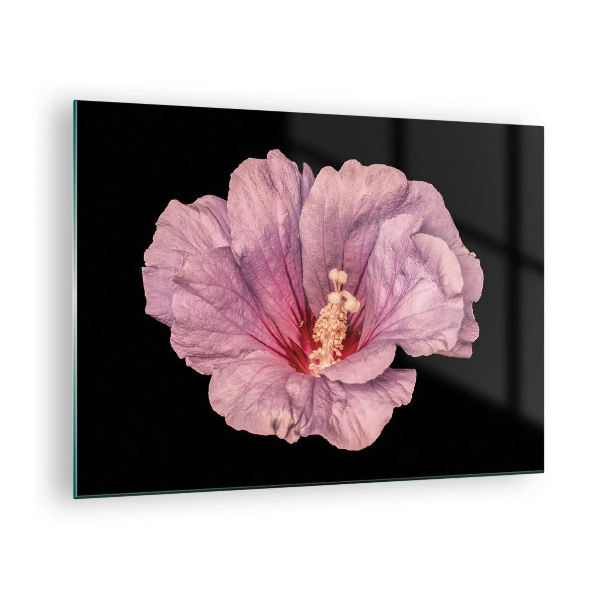 Billede på glas - Nærbillede af en lyserød hibiscusblomst mod en sort baggrund - 70x50cm - Lige i hjertet - Moderne vægdekoration til stue og soveværelse ARTTOR
