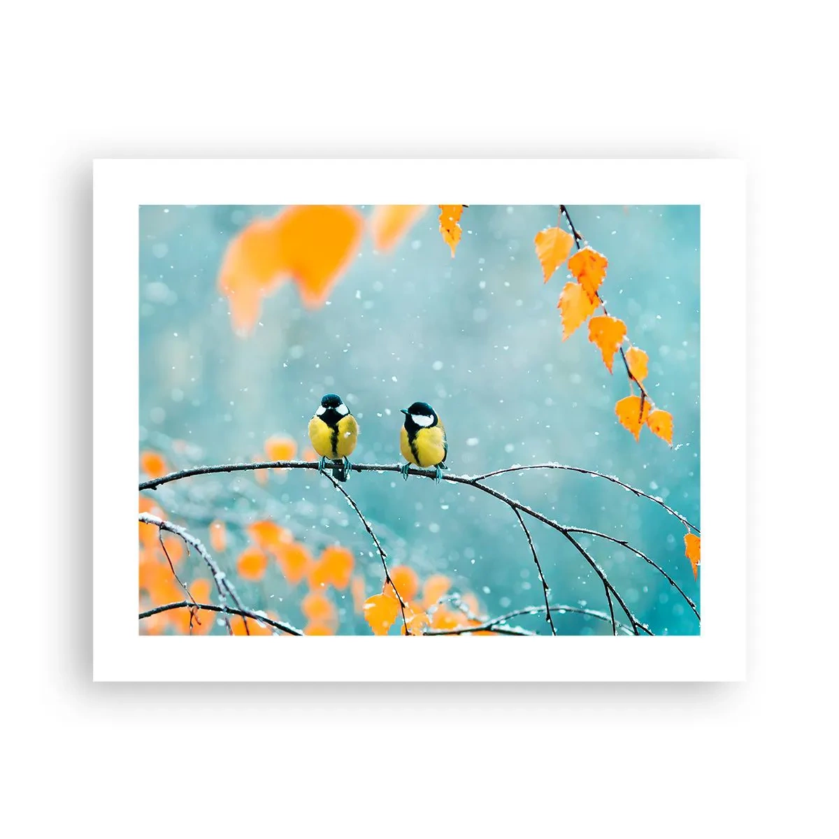 Plakat - Sladder om fugle - 50x40 cm
