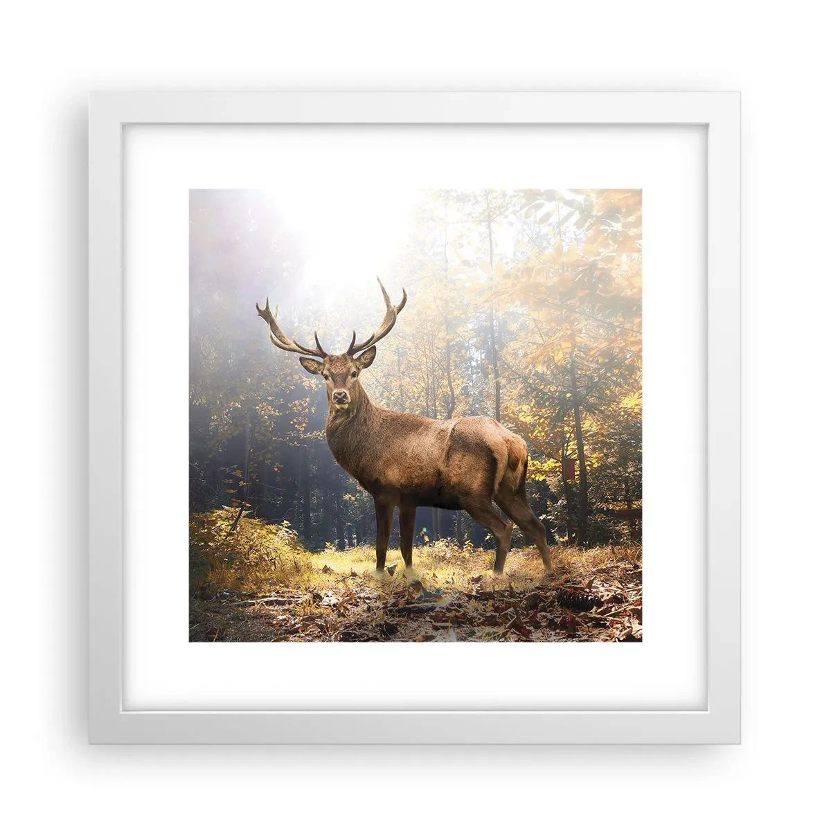 Plakat i hvid ramme - I fuld majestæt - 30x30 cm